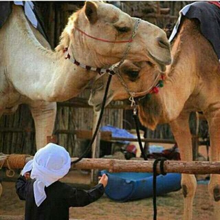 Telegram profile photo for خواطر بدوية