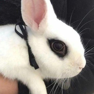 Telegram profile photo for grief of the moidslayer