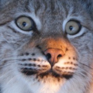 Telegram profile photo for Lynx around and find out