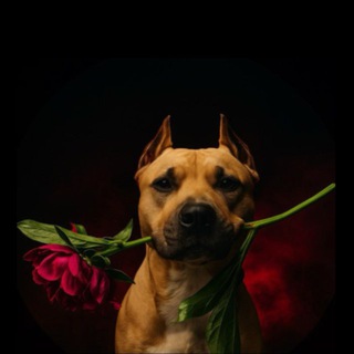 Telegram profile photo for VESTA