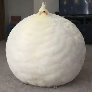 Telegram profile photo for Уголок Сани Утки