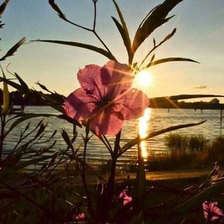 Telegram profile photo for الأمل