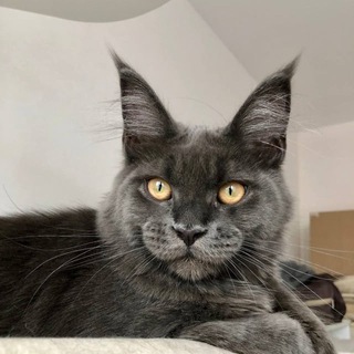 Telegram profile photo for Mainecoon cattery Kotoamatsukami