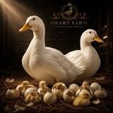Telegram profile photo for اعلام وضعیت تخم و جوجه اردک نژاد پکنی