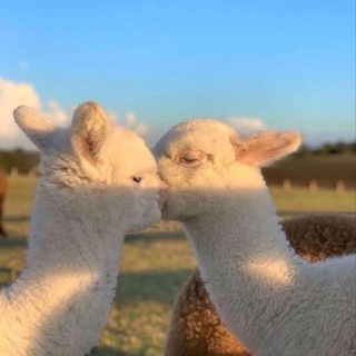 Telegram profile photo for очень хочу