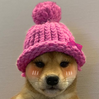Telegram profile photo for Dogawifhat - WIF's $WIFE