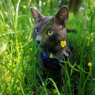Telegram profile photo for Марсик и его жизнь