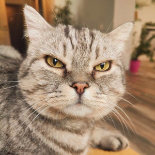 Telegram profile photo for Timofeevna tut