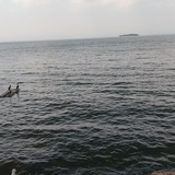 Telegram profile photo for Layliy