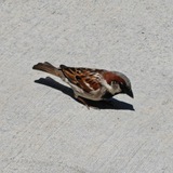 Telegram profile photo for Birrrrrrrrrrd