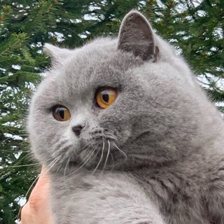 Telegram profile photo for Chonky World