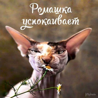 Telegram profile photo for Литературный детокс