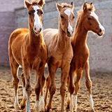 Telegram profile photo for 🐴 otlar 🐴