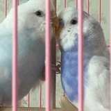Telegram profile photo for Волнистые попугайчики 🦜💕