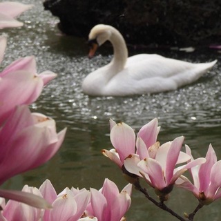 Telegram profile photo for Swan Lake