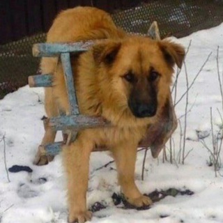 Telegram profile photo for смешные картинки с собаками