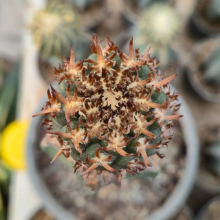 Telegram profile photo for Aria cactus