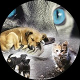Telegram profile photo for .