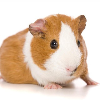 Telegram profile photo for Cavia porcellus