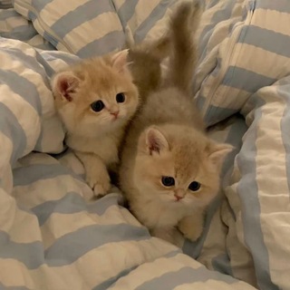 Telegram profile photo for Кошачий уголок🩰