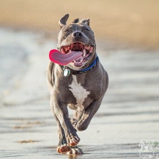 Telegram profile photo for Staffy dogs