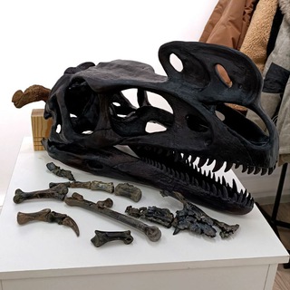 Telegram profile photo for Yakov's Wunderkammer 🦕