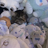 Telegram profile photo for наличие для пошива