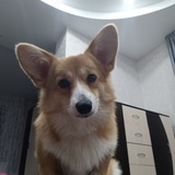 Telegram profile photo for Логово Бони)