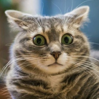 Telegram profile photo for Топот Котов