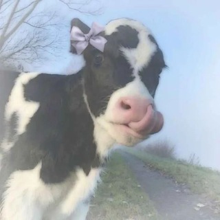 Telegram profile photo for ℂ𝕠𝕨 𝕤𝕥𝕠𝕣𝕚𝕖𝕤