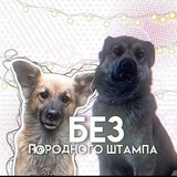 Telegram profile photo for 🍄Без Породного Штампа🍄