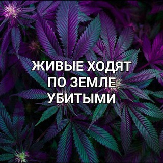 Telegram profile photo for ПЕРЕХОДНИК КУРИЛКИ ОРЕНБУРГ - ОРСК✌️