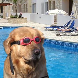 Telegram profile photo for doginthpool portal
