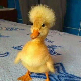 Telegram profile photo for 💸💸💸SCROOGE | ВЕРИФИКАЦИЯ ЧАТ | КОИН ЛИСТ | ДРОПЫ | ДРОПОВОДЫ