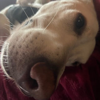 Telegram group profile photo for NySi4ka Chat