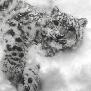 Telegram profile photo for Amvsk