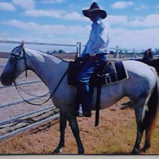 Telegram profile photo for Aussie Terria Open Channel