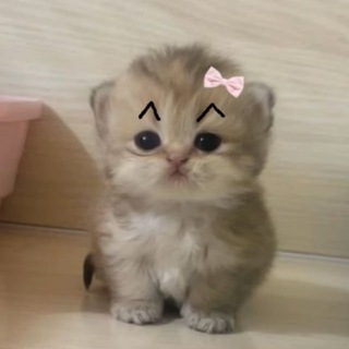 Telegram profile photo for бесит