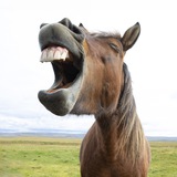 Telegram profile photo for Lach doch mal mit Hans