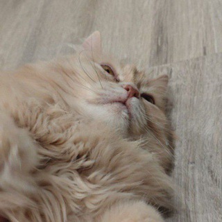 Telegram profile photo for Переходник тфобленда