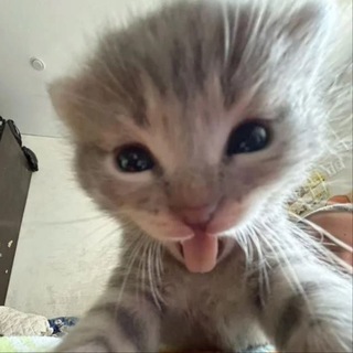 Telegram profile photo for лакрица страдает