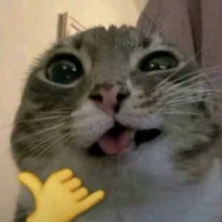 Telegram profile photo for Гіфкократія | Gifcocracy | Gifkokratie | Gifococratie