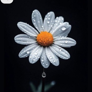 Telegram profile photo for 🌼گوڵە بەیبون 🌼