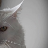 Telegram profile photo for кошка_блошка ● авторский трикотаж от Нины Ковалёвой