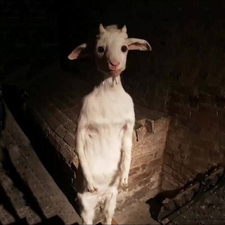 Telegram profile photo for standing goat $BILLY - portal room