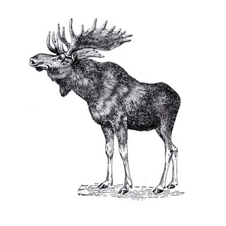 Telegram profile photo for Кобыла и Трупоглазые Жабы