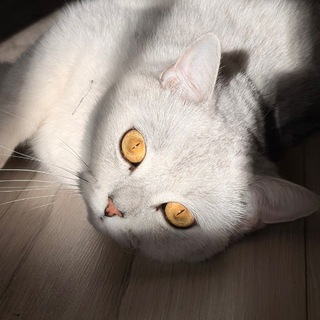 Telegram profile photo for сливочный раф 🥛