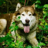 Telegram profile photo for Поиск Грааля и чем-нибудь закусить