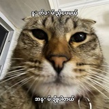 Telegram profile photo for Meme & Funny