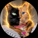 Telegram profile photo for Venus the Two Face Cat